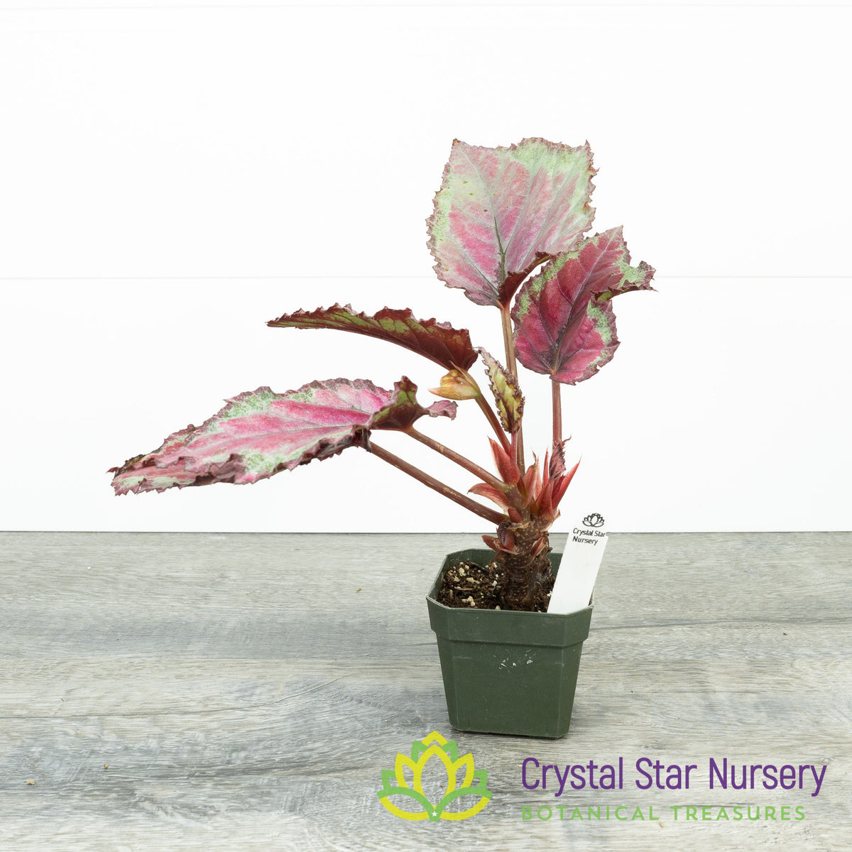 Begonia Red Tango