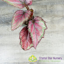 Begonia Red Tango