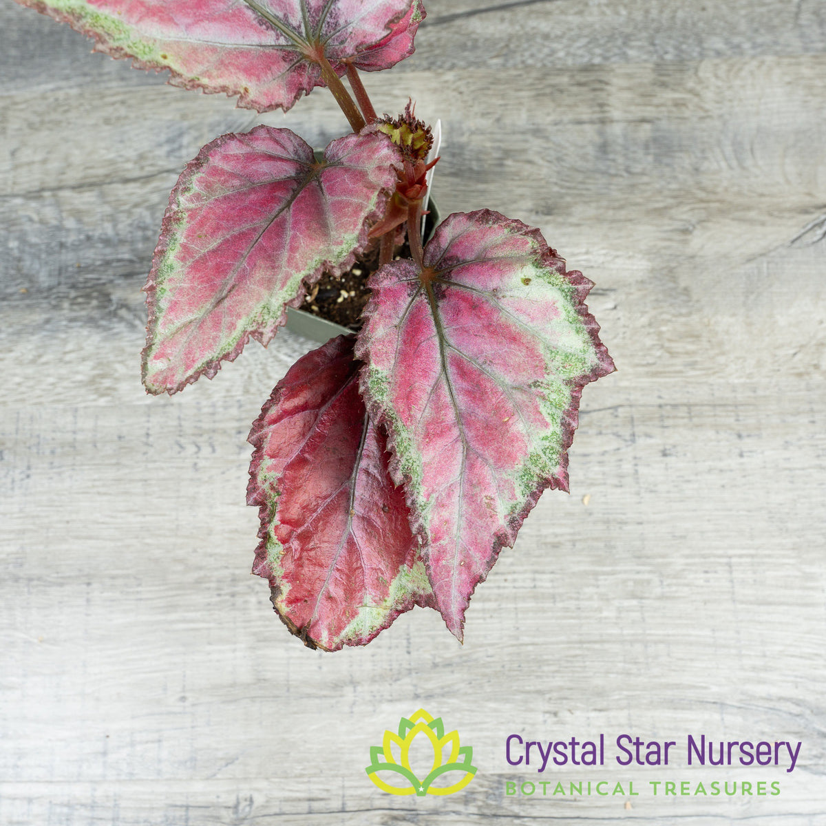 Begonia Red Tango