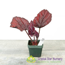Begonia Begonia Rex 'Red Bull'
