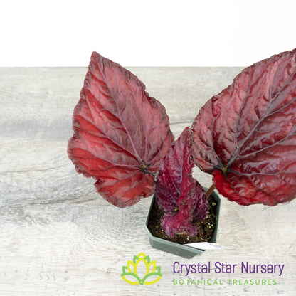 Begonia Begonia Rex 'Red Bull'