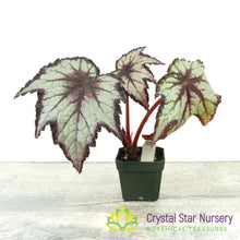 Begonia Space Age® Black Hole™