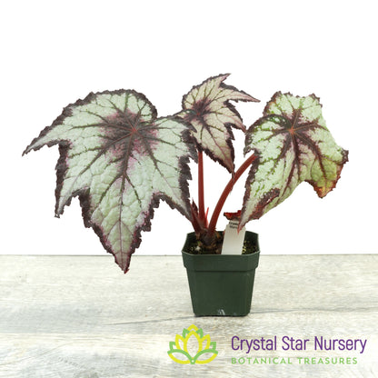 Begonia Space Age® Black Hole™