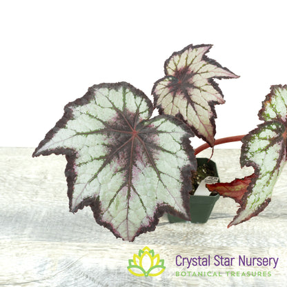 Begonia Space Age® Black Hole™