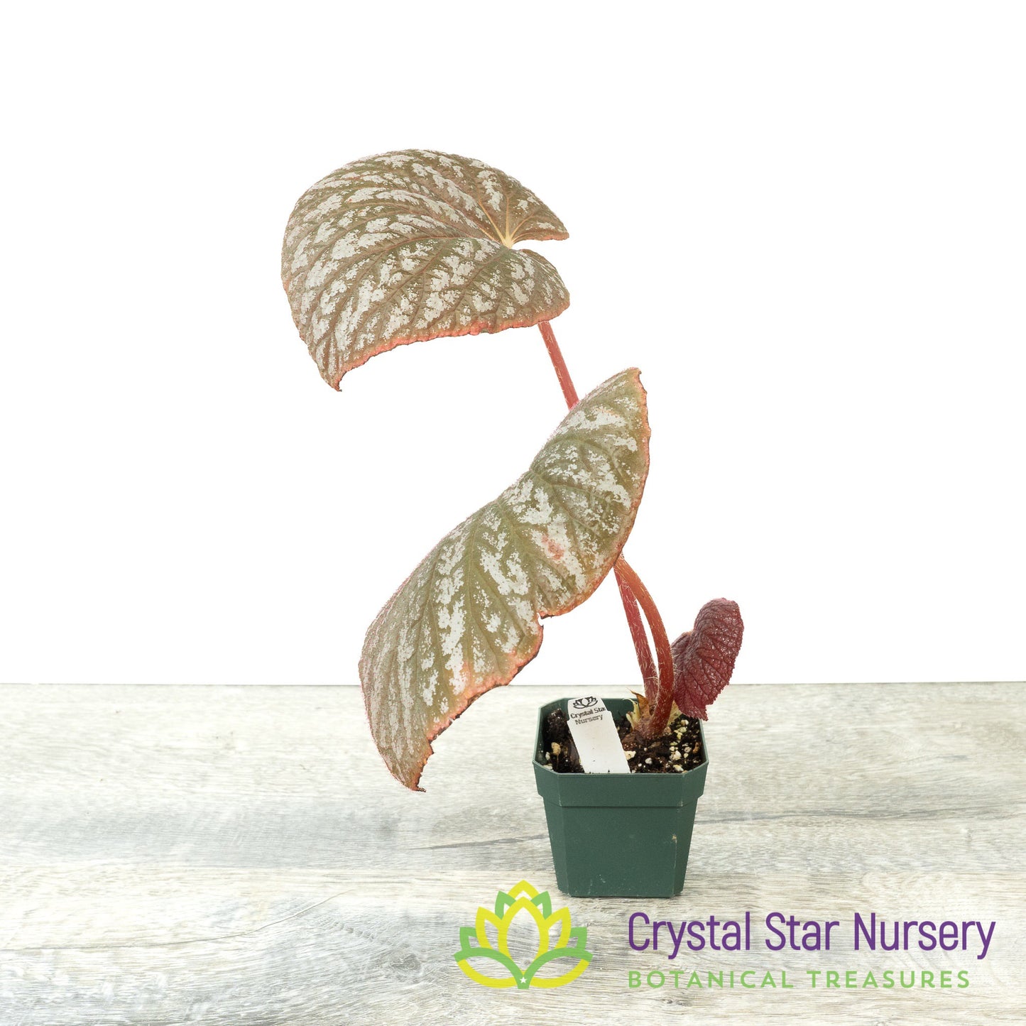Begonia U501