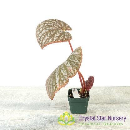 Begonia U501