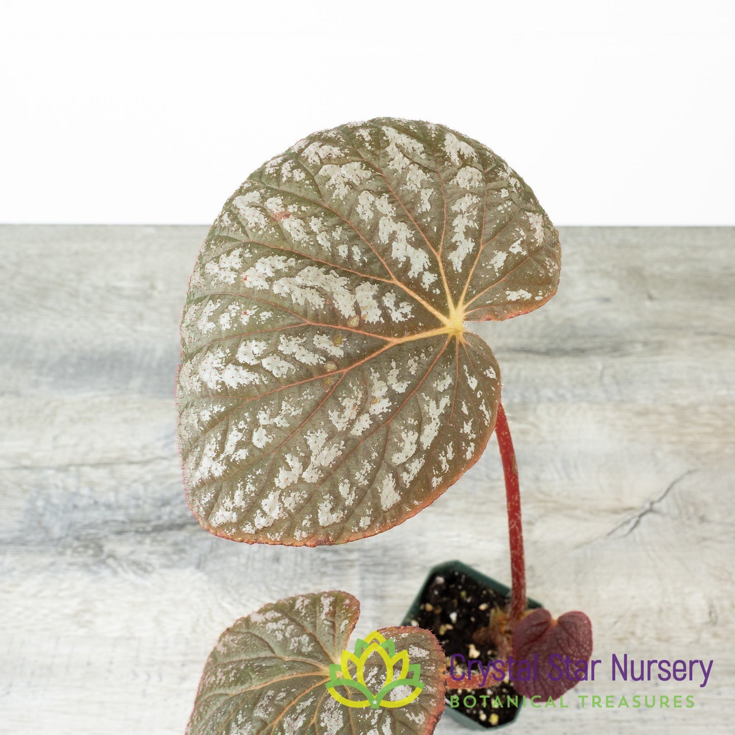 Begonia U501