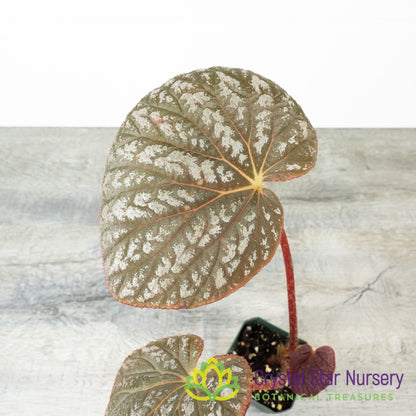 Begonia U501