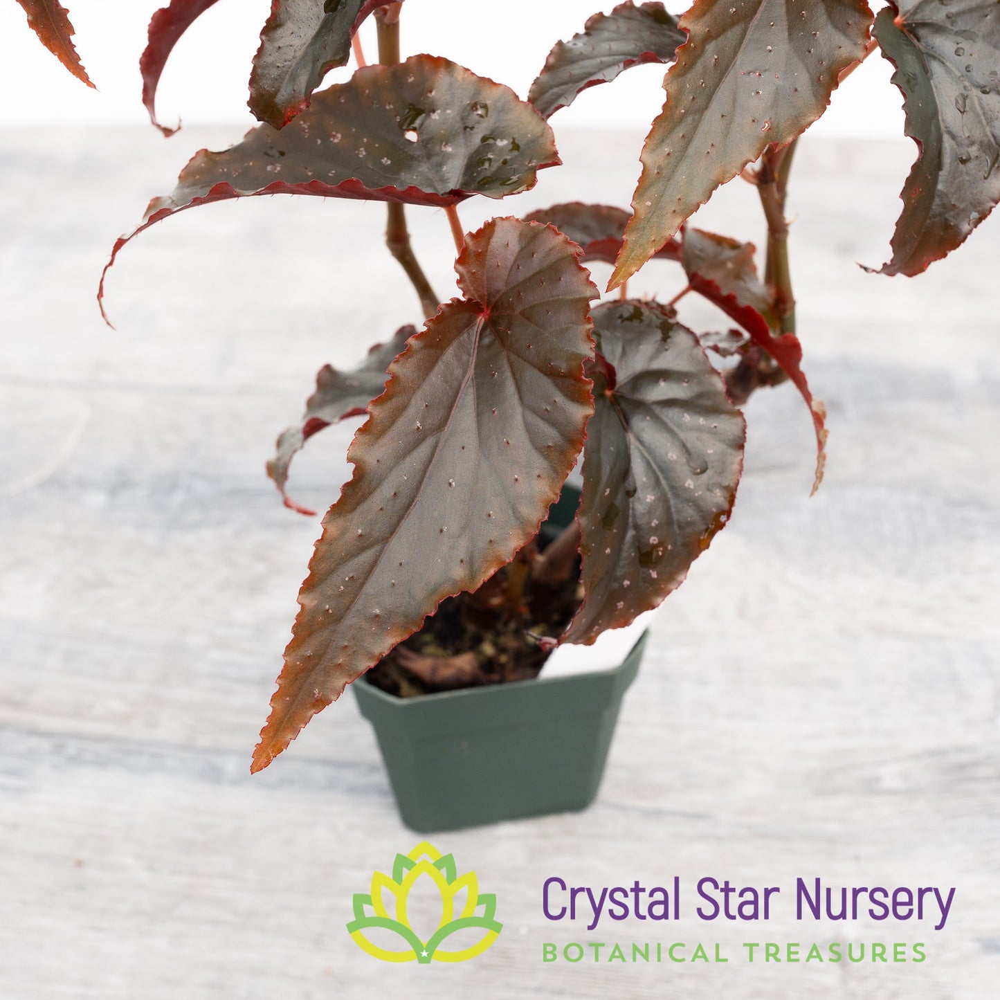 Begonia Angel Wing Lynda Dawn