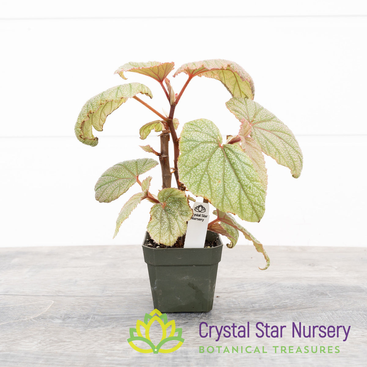 Begonia Angel Wing Sinbad Pink