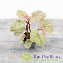 Begonia Angel Wing Sinbad Pink