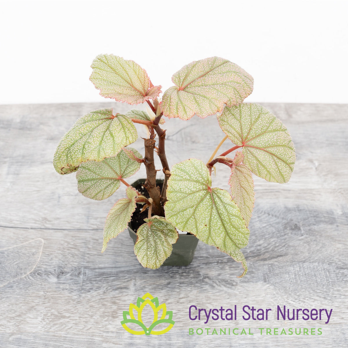 Begonia Angel Wing Sinbad Pink