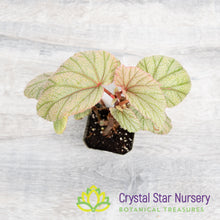 Begonia Angel Wing Sinbad Pink
