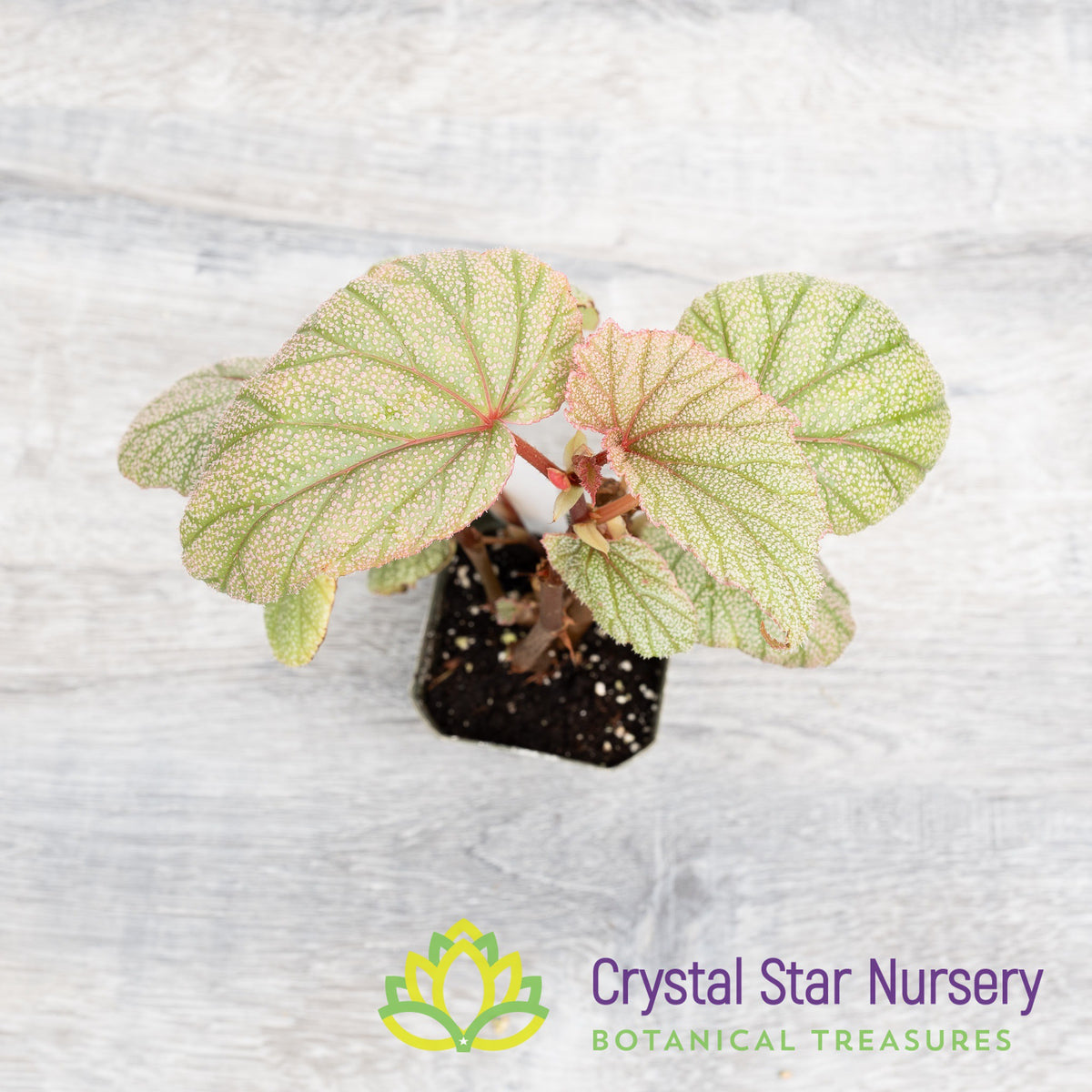 Begonia Angel Wing Sinbad Pink