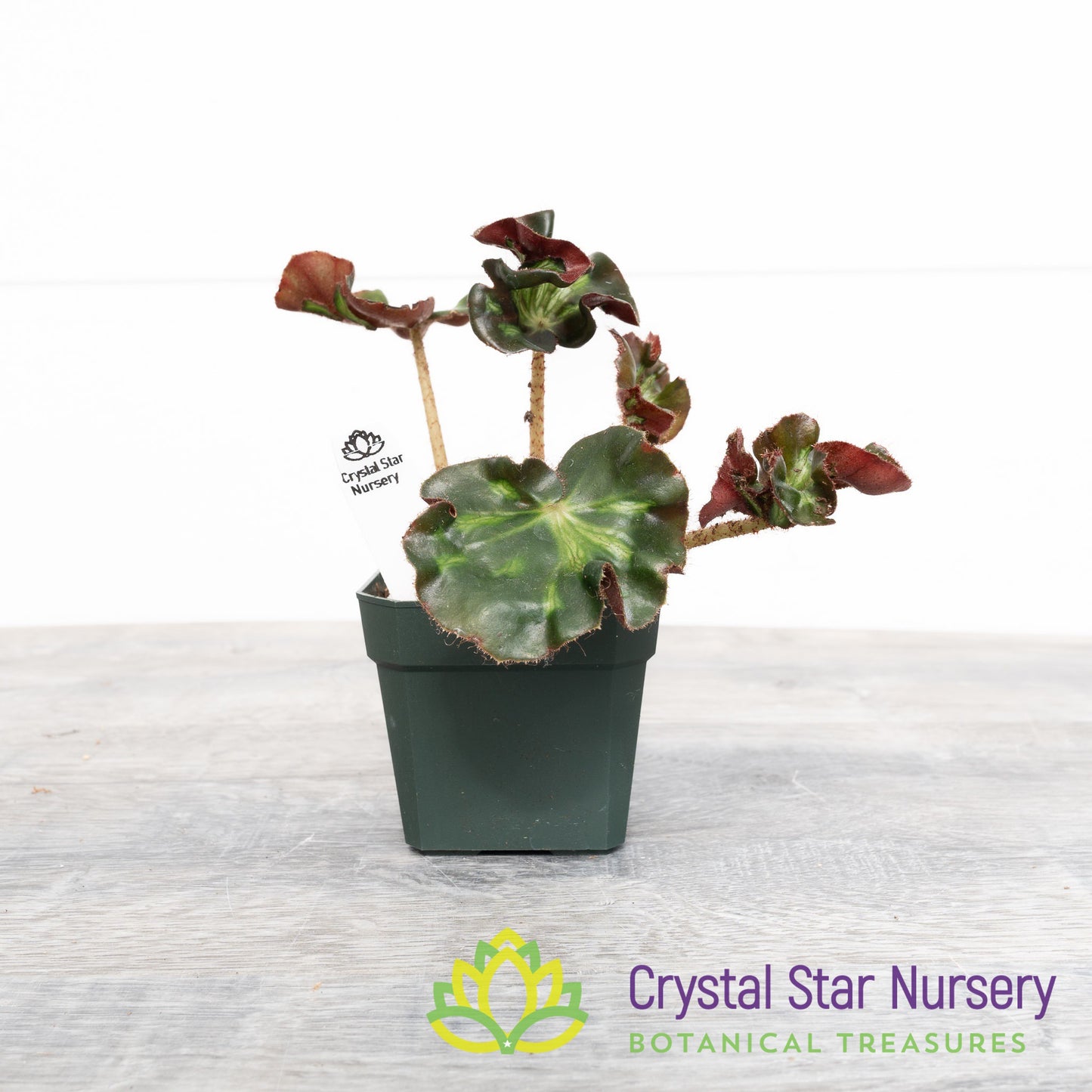 Begonia 'Cathedral'