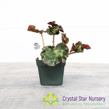 Begonia 'Cathedral'