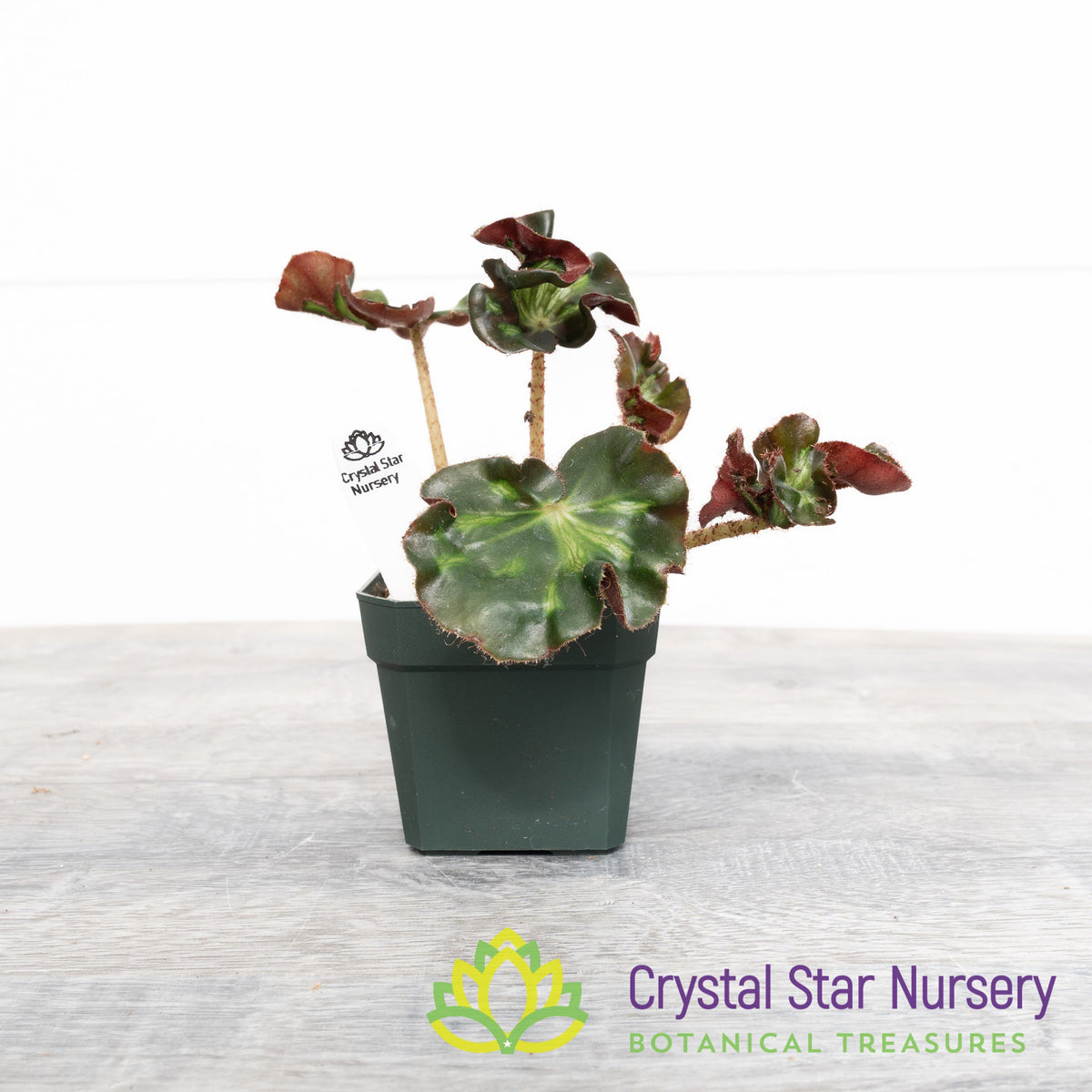 Begonia &#39;Cathedral&#39;