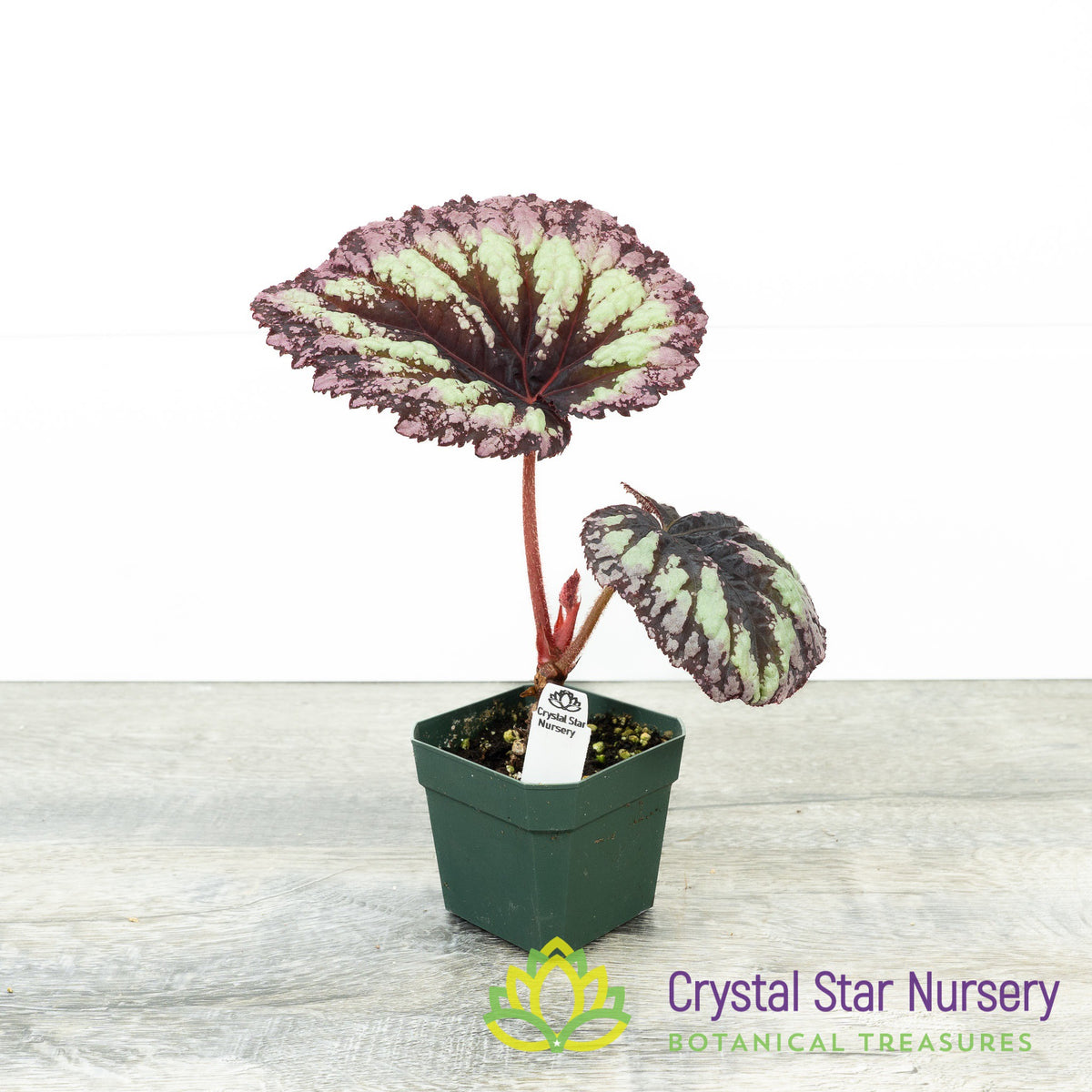 Begonia 'Fireworks'