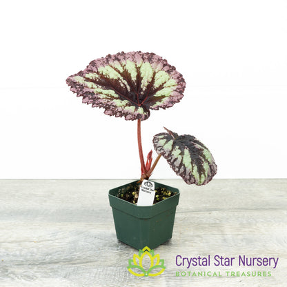 Begonia 'Fireworks'