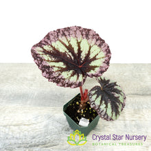 Begonia 'Fireworks'