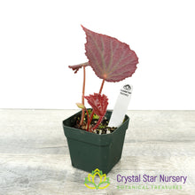 Begonia 'Pink Memory'