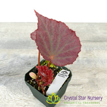 Begonia 'Pink Memory'