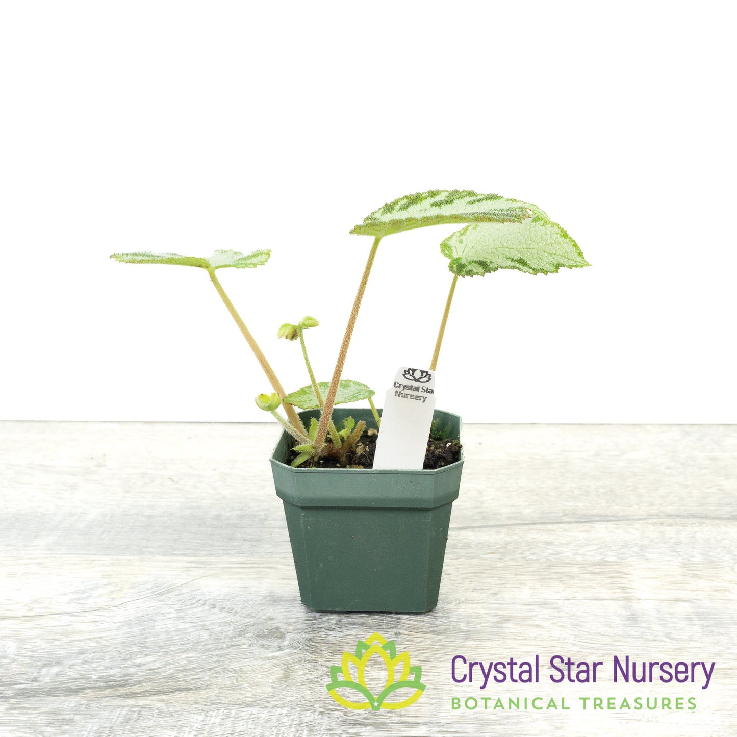 Begonia imperialis