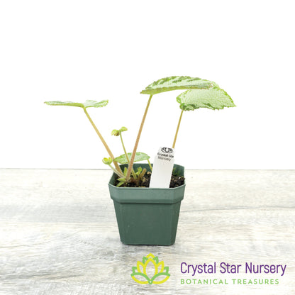 Begonia imperialis