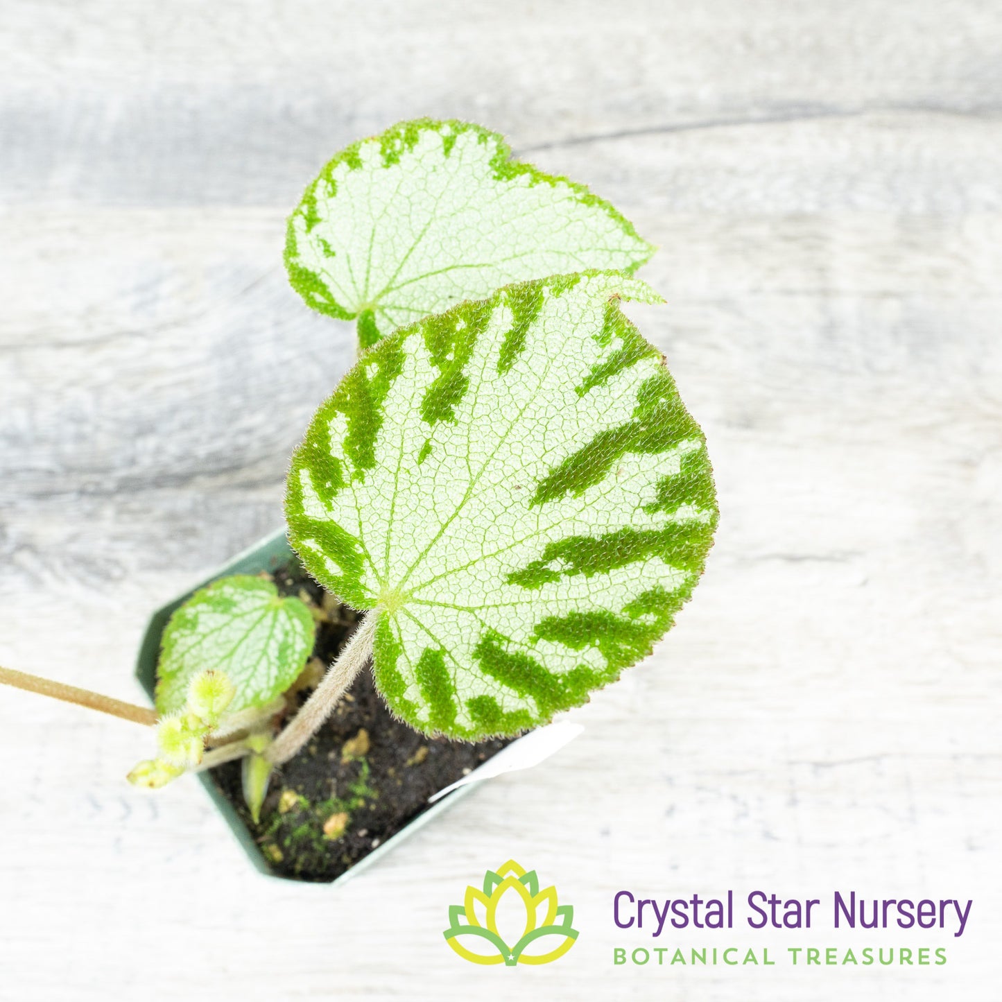Begonia imperialis