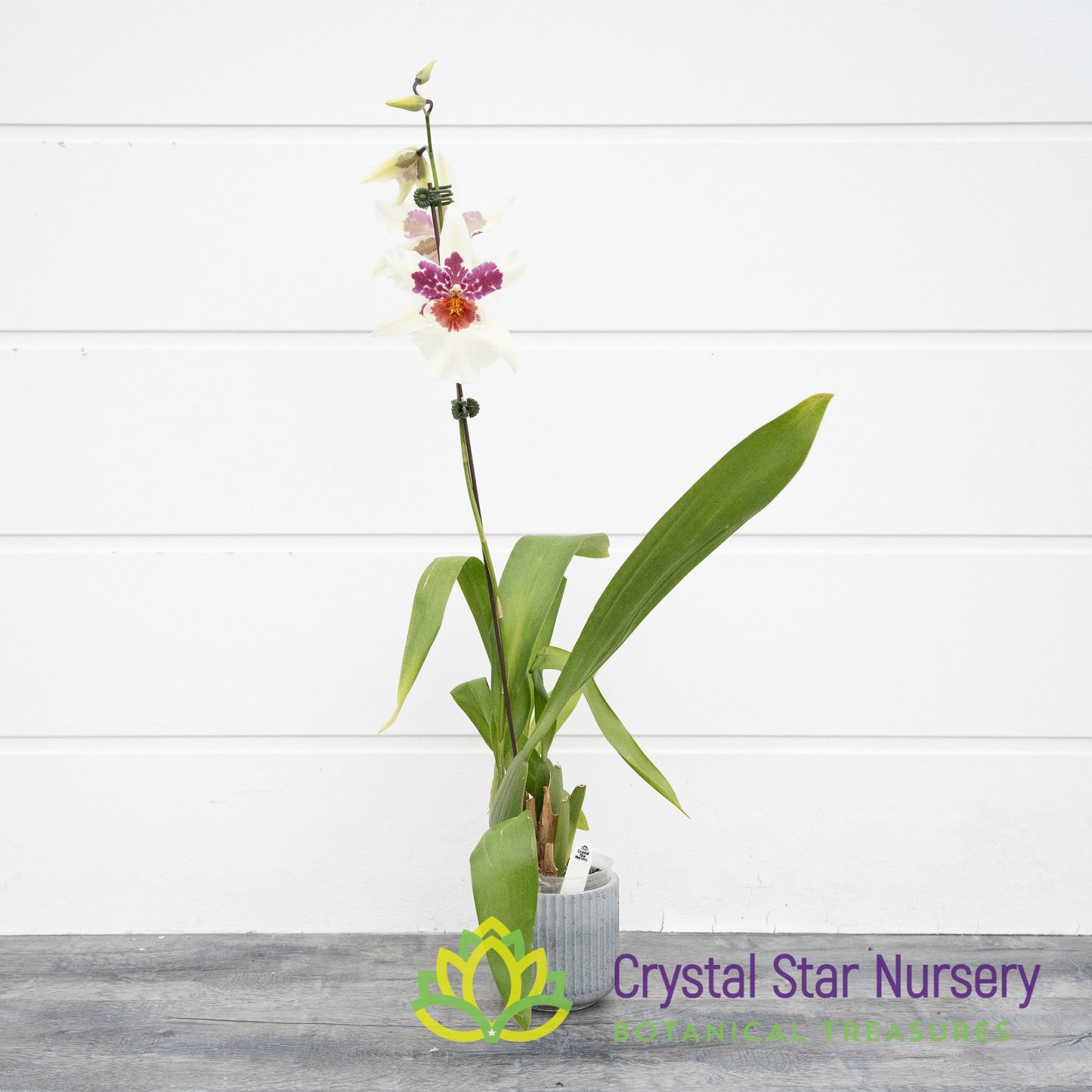 Bllra. Big Shot ‘Hilo Sparkle’ (H961)