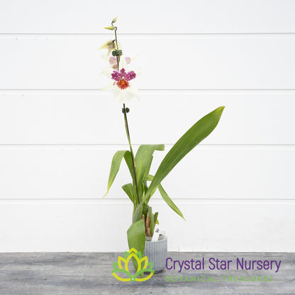 Bllra. Big Shot ‘Hilo Sparkle’ (H961)