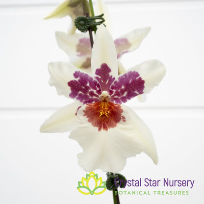 Bllra. Big Shot ‘Hilo Sparkle’ (H961)