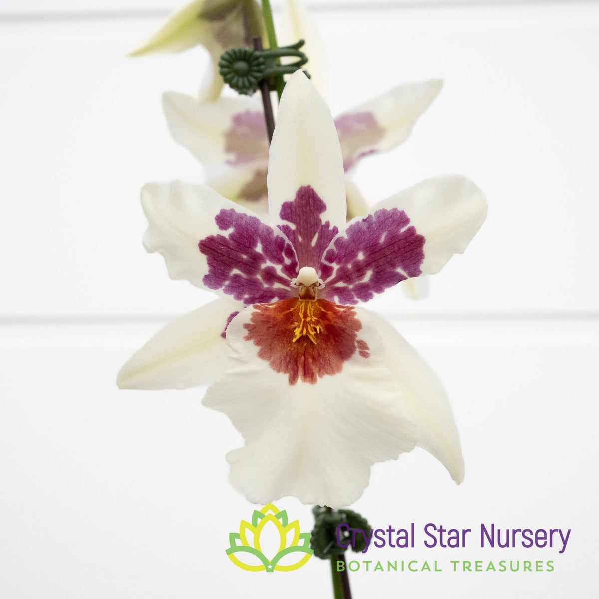 Bllra. Big Shot ‘Hilo Sparkle’ (H961)