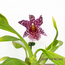 Bllra. Big Shot ‘Pink Leopard’ (H974)