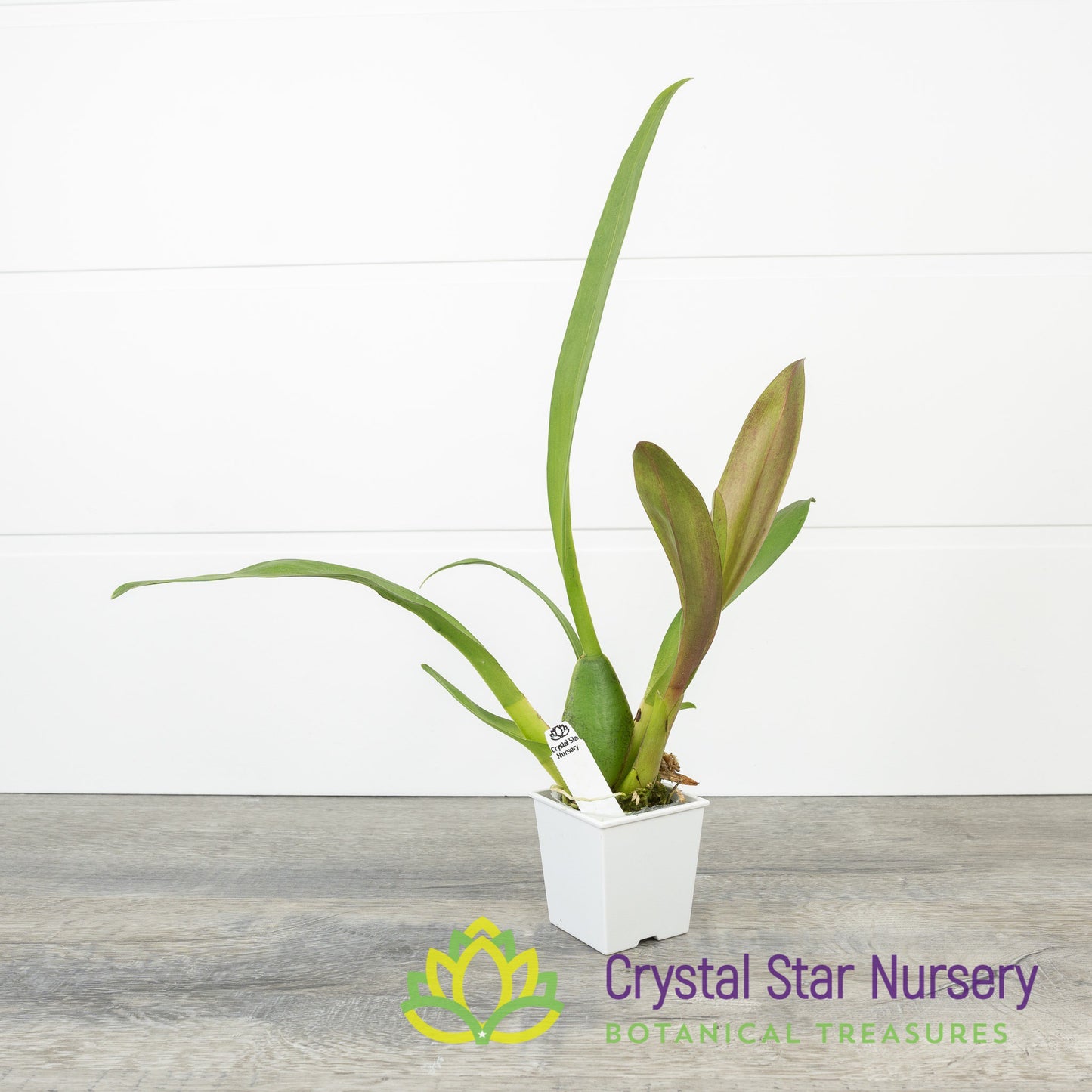 Bllra. Ysabella 'Lunar Eclipse' (H011)