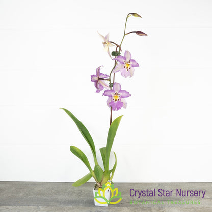 Bllra. Ysabella 'Lunar Eclipse' (H011)