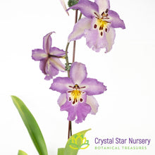 Bllra. Ysabella 'Lunar Eclipse' (H011)