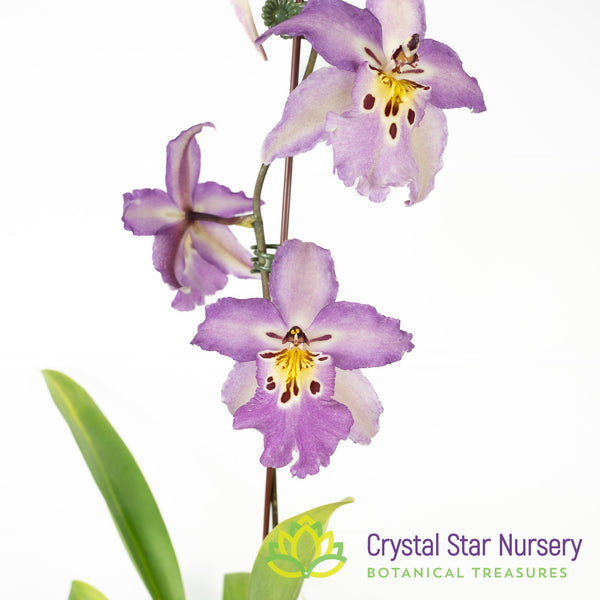 Bllra. Ysabella 'Lunar Eclipse' (H011) – Crystal Star Nursery