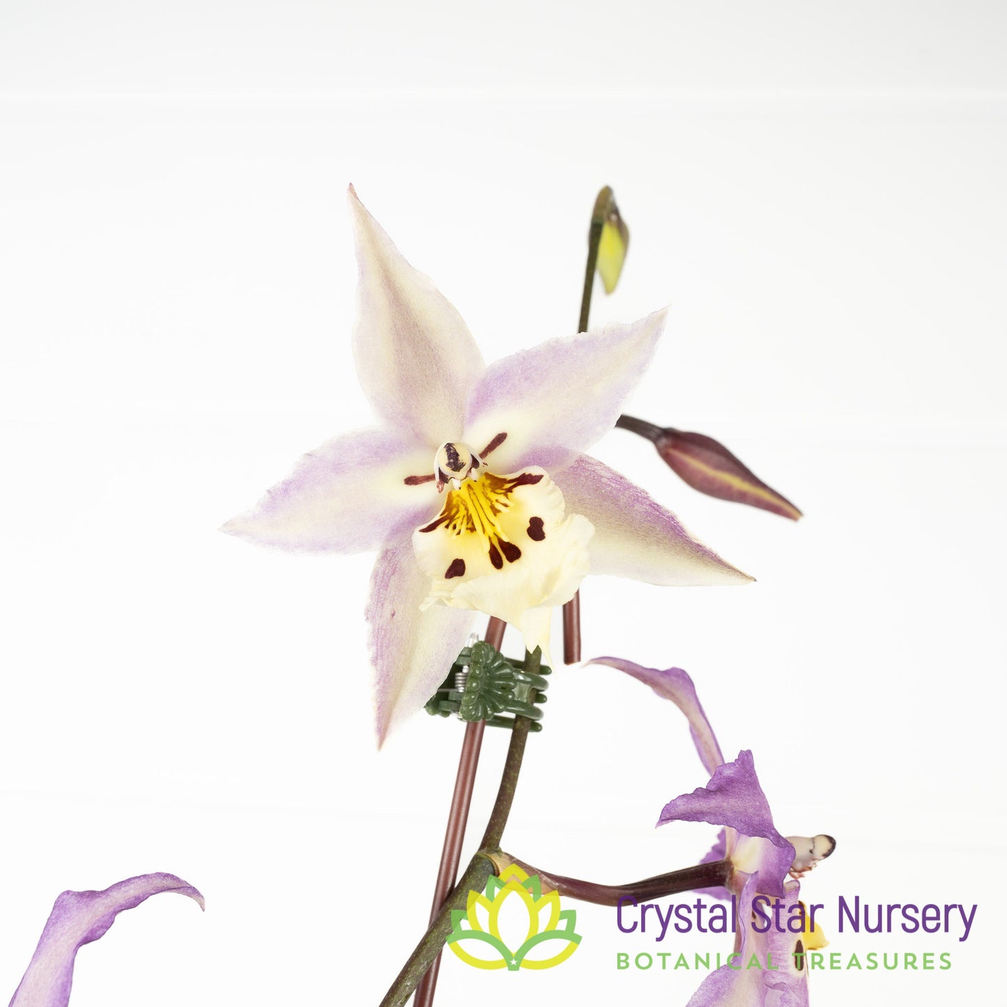 Bllra. Ysabella 'Lunar Eclipse' (H011)