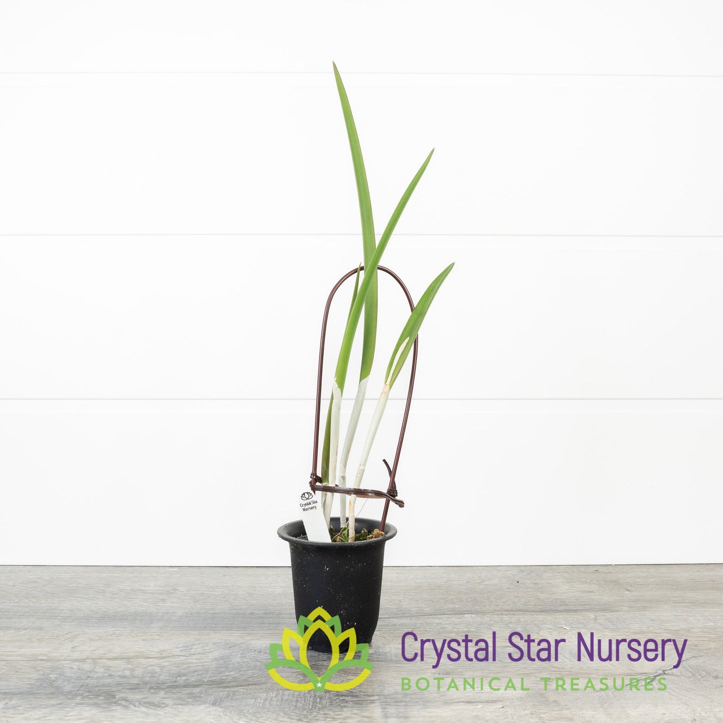 Brassavola David Sander