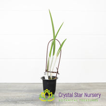 Brassavola David Sander