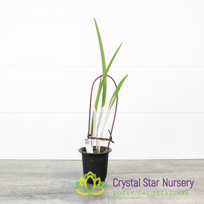 Brassavola David Sander