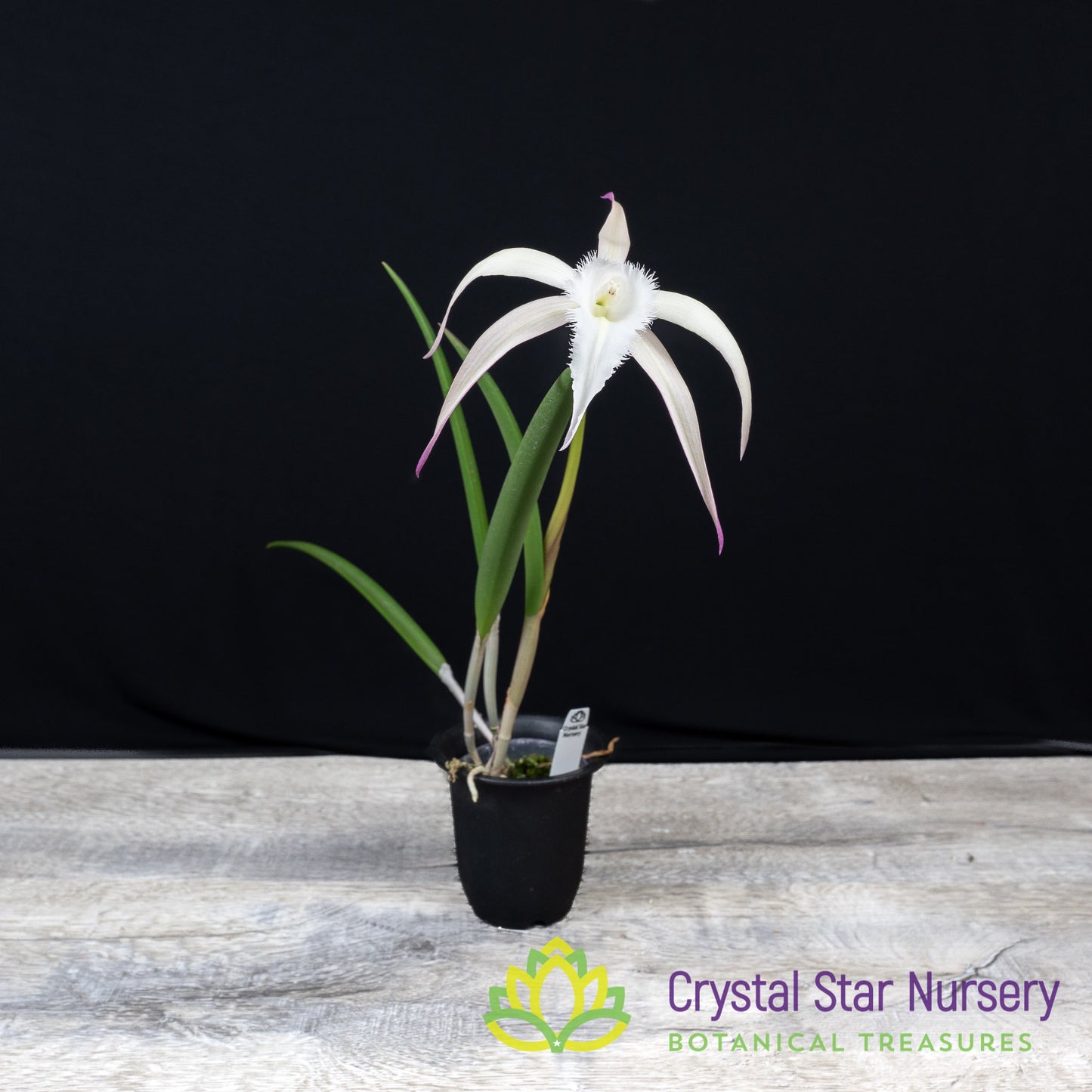 Brassavola David Sander 'White Beard'
