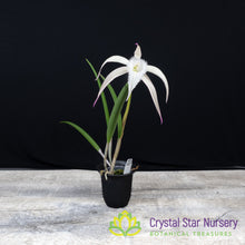 Brassavola David Sander 'White Beard'