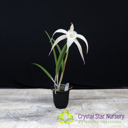 Brassavola David Sander 'White Beard'