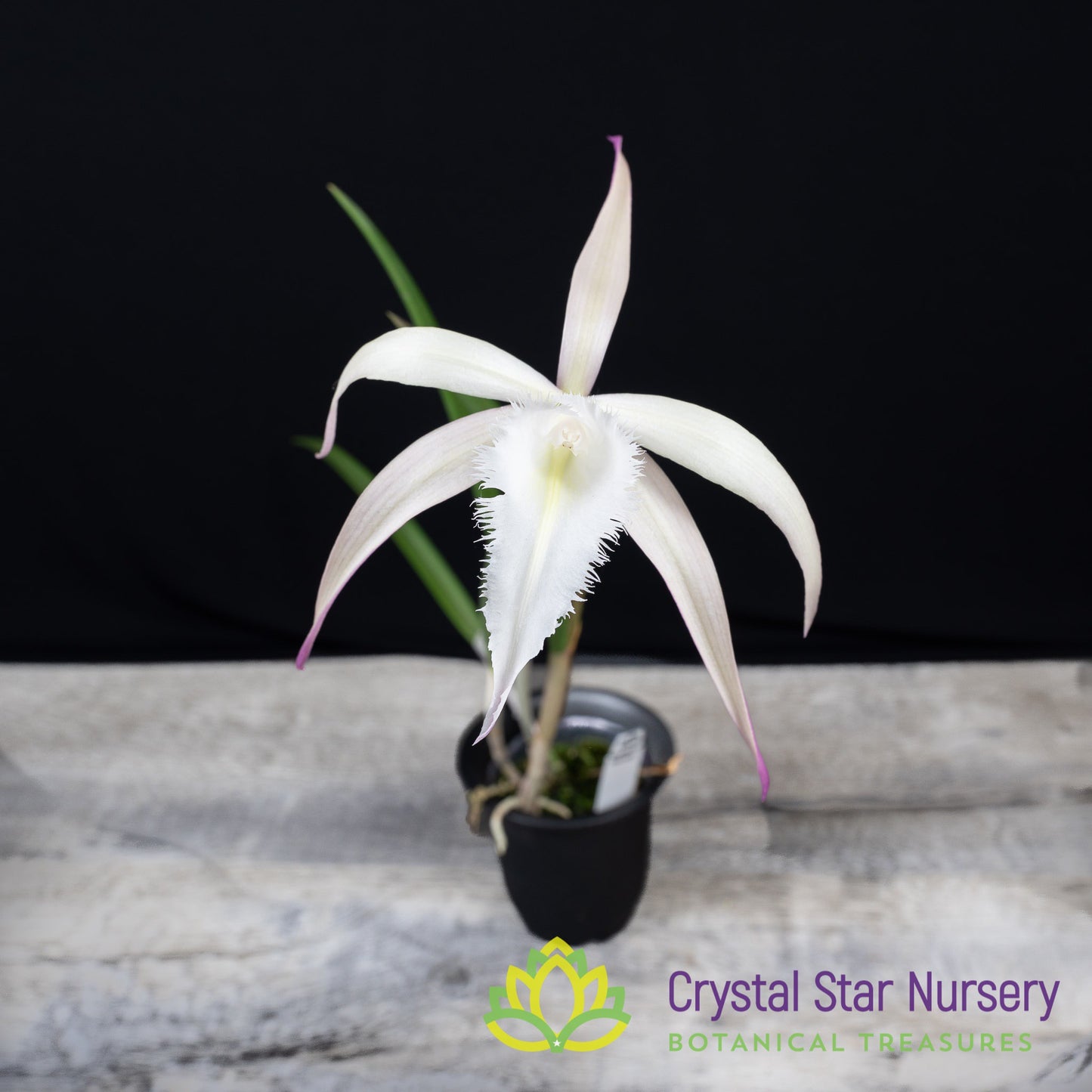 Brassavola David Sander 'White Beard'