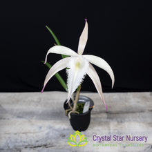 Brassavola David Sander 'White Beard'