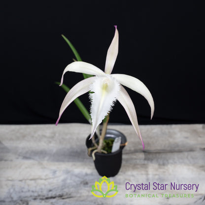 Brassavola David Sander 'White Beard'