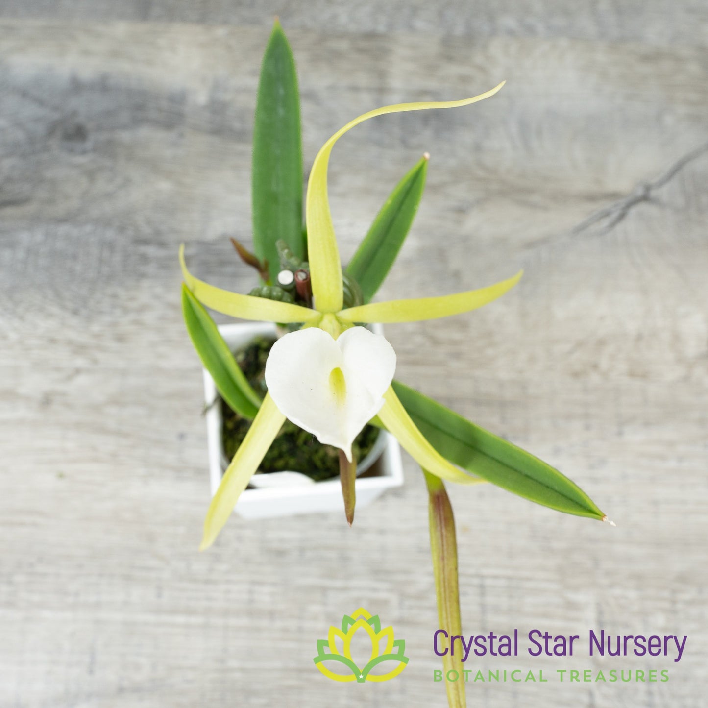 Brassavola Nodosa 4N x Nodosa '24088' (6337)