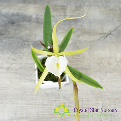 Brassavola Nodosa 4N x Nodosa '24088' (6337)